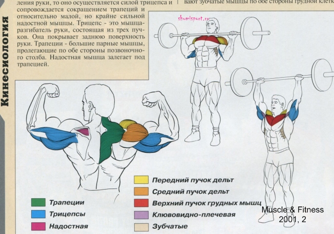 shtangavverh.jpg