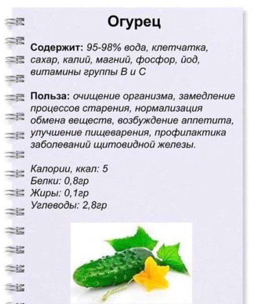 ogurec_406.jpg