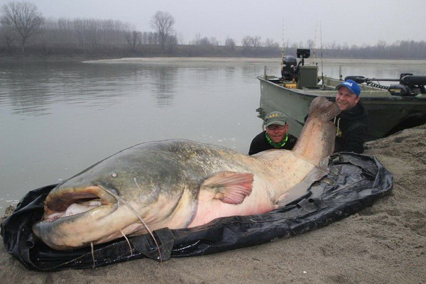 som68_новый размер.jpg
