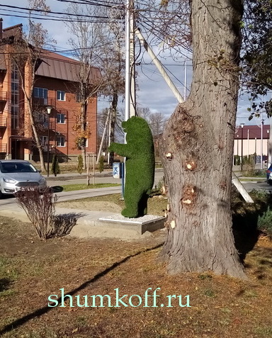 medved7_новый размер.jpg