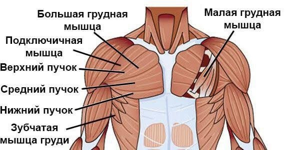 grud7.jpg