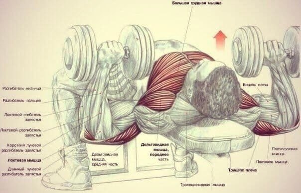 muscles93.jpg
